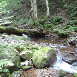 渓流ミノーイング ～長良川水系～